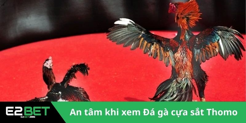 Đá Gà Cựa Sắt Thomo - Trận Chiến Rực Lửa Tại Đấu Trường Tại E2BET Đá Gà Cựa Sắt Thomo - Trận Chiến Rực Lửa Tại Đấu Trường Tại E2BET