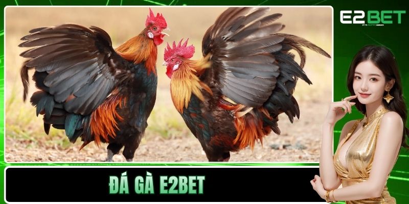 Đá Gà E2BET - Sân Chơi Kịch Tính Và Minh Bạch Cho Bạn Đá Gà E2BET - Sân Chơi Kịch Tính Và Minh Bạch Cho Bạn