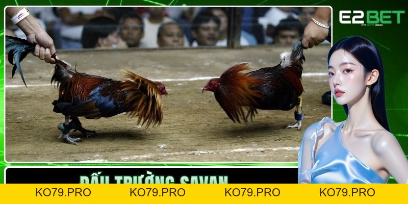 Tin Tức - E2BET 2026 Tin Tức - E2BET 2026