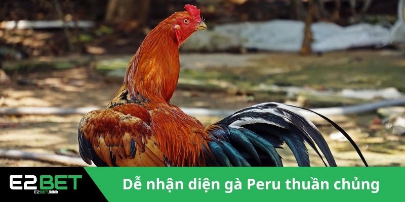 Gà Chiến Peru - E2BET Bật Mí Đặc Điểm Vượt Trội Trên Đấu Trường