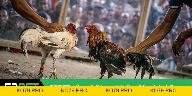 Đấu Trường Savan - Sức Hút Của Những Trận Chiến Kê Tại Lào Tại E2BET Đấu Trường Savan - Sức Hút Của Những Trận Chiến Kê Tại Lào Tại E2BET