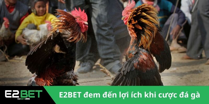 Đá Gà Cựa Dao Trực Tiếp | Trận Chiến Sinh Tử Kịch Tính Tại E2BET Đá Gà Cựa Dao Trực Tiếp | Trận Chiến Sinh Tử Kịch Tính Tại E2BET