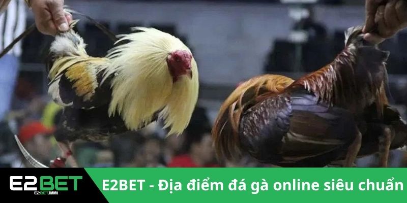 Giải CPC4 Đá Gà | Những Màn So Tài Đỉnh Cao Tại Thomo Giải CPC4 Đá Gà | Những Màn So Tài Đỉnh Cao Tại Thomo