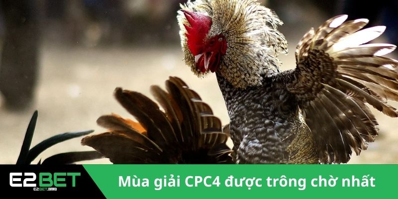 Giải CPC4 Đá Gà | Những Màn So Tài Đỉnh Cao Tại Thomo Giải CPC4 Đá Gà | Những Màn So Tài Đỉnh Cao Tại Thomo