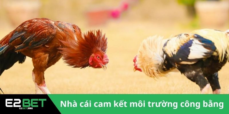 Đá Gà Cựa Sắt Thomo - Trận Chiến Rực Lửa Tại Đấu Trường Tại E2BET Đá Gà Cựa Sắt Thomo - Trận Chiến Rực Lửa Tại Đấu Trường Tại E2BET