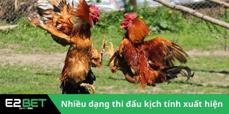Đấu Trường Savan - Sức Hút Của Những Trận Chiến Kê Tại Lào Tại E2BET Đấu Trường Savan - Sức Hút Của Những Trận Chiến Kê Tại Lào Tại E2BET