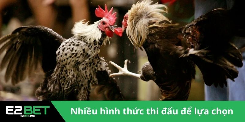 Đá Gà E2BET - Sân Chơi Kịch Tính Và Minh Bạch Cho Bạn Đá Gà E2BET - Sân Chơi Kịch Tính Và Minh Bạch Cho Bạn