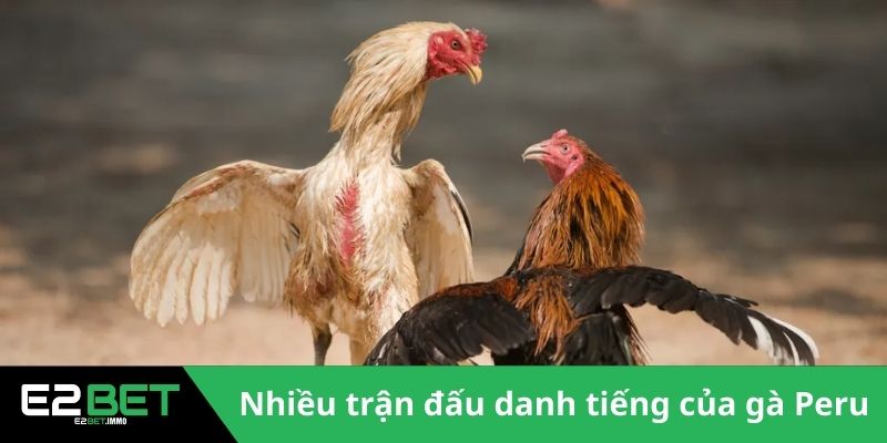 Gà Chiến Peru - E2BET Bật Mí Đặc Điểm Vượt Trội Trên Đấu Trường