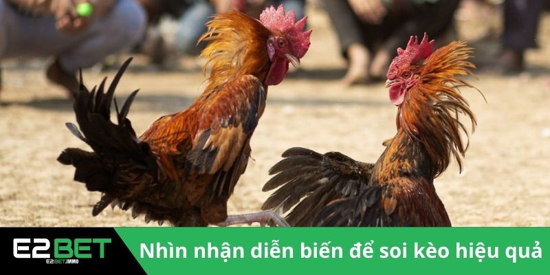 Đá Gà Cựa Dao Trực Tiếp | Trận Chiến Sinh Tử Kịch Tính Tại E2BET Đá Gà Cựa Dao Trực Tiếp | Trận Chiến Sinh Tử Kịch Tính Tại E2BET