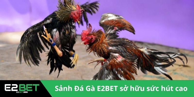 Đá Gà E2BET - Sân Chơi Kịch Tính Và Minh Bạch Cho Bạn Đá Gà E2BET - Sân Chơi Kịch Tính Và Minh Bạch Cho Bạn