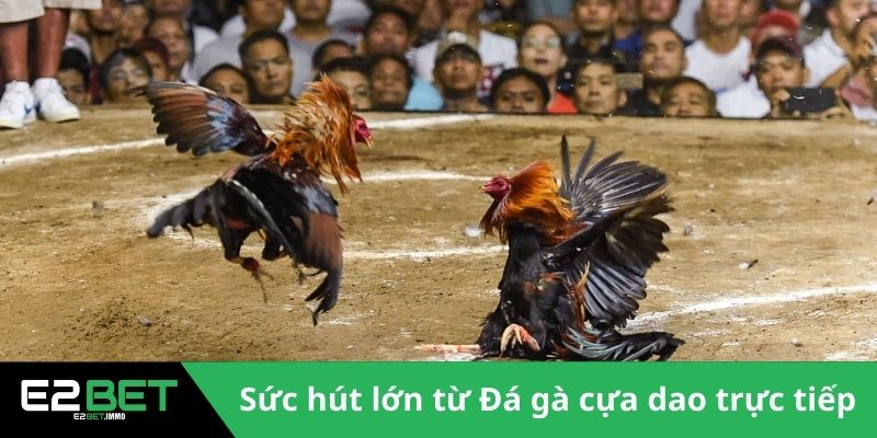 Đá Gà Cựa Dao Trực Tiếp | Trận Chiến Sinh Tử Kịch Tính Tại E2BET Đá Gà Cựa Dao Trực Tiếp | Trận Chiến Sinh Tử Kịch Tính Tại E2BET