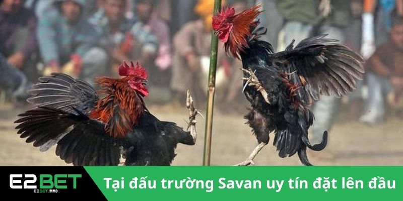Đấu Trường Savan - Sức Hút Của Những Trận Chiến Kê Tại Lào Tại E2BET Đấu Trường Savan - Sức Hút Của Những Trận Chiến Kê Tại Lào Tại E2BET