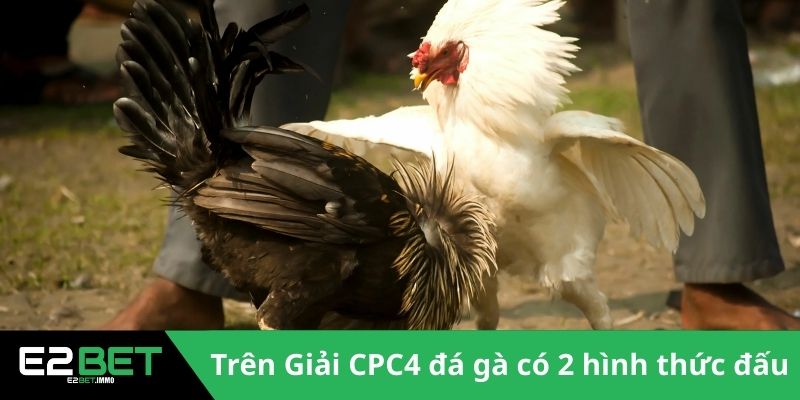 Giải CPC4 Đá Gà | Những Màn So Tài Đỉnh Cao Tại Thomo Giải CPC4 Đá Gà | Những Màn So Tài Đỉnh Cao Tại Thomo